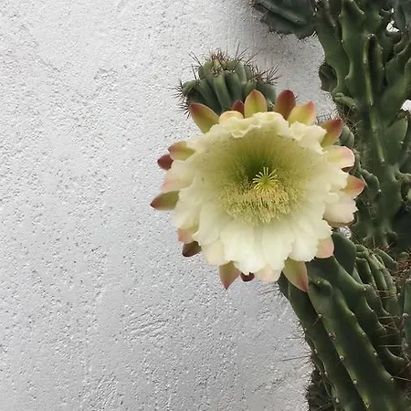 Masseria Fabrizio 호텔